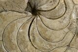 Fossil Nautilus (Aturia) - Boujdour, Morocco #306925-2